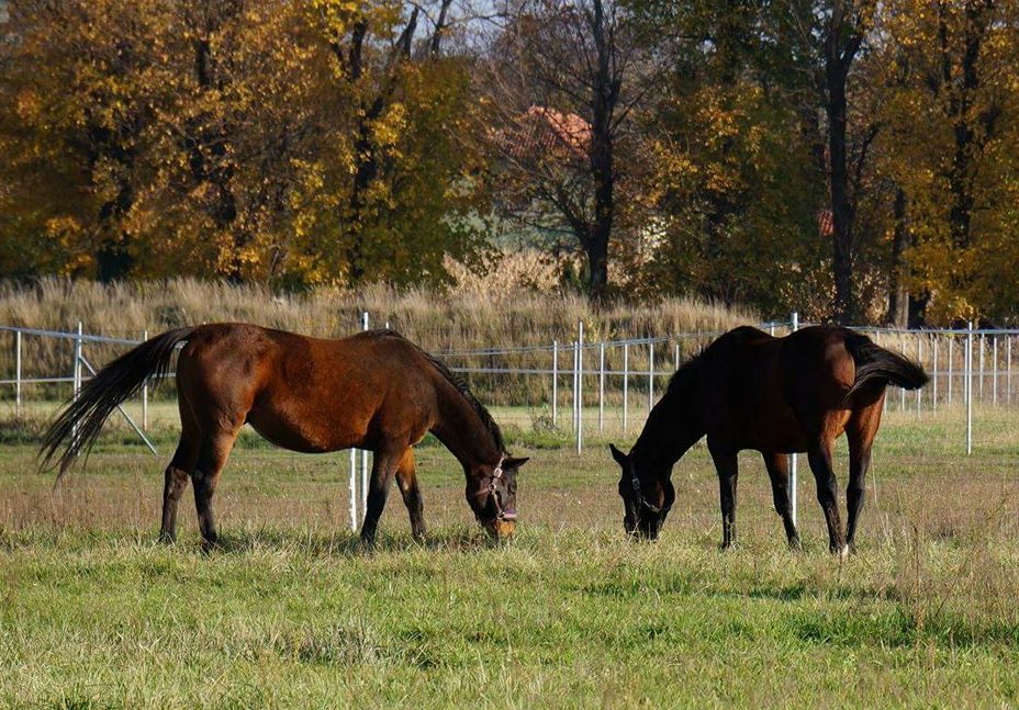 24173791_150759915682028_8646725710620468441_o